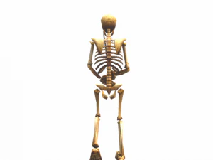 medieval skeleton low poly 3D Model