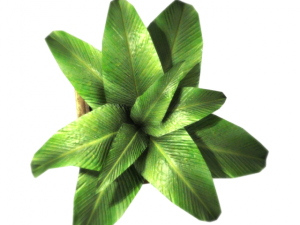 plant in a pot game ready 3D Model