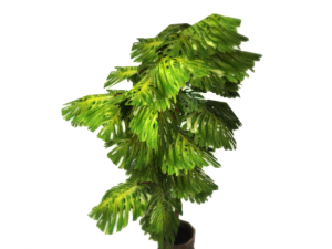plant in a pot game ready 3D Model