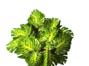 plant in a pot game ready 3D Model