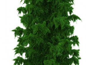 pine tree 3D Модель