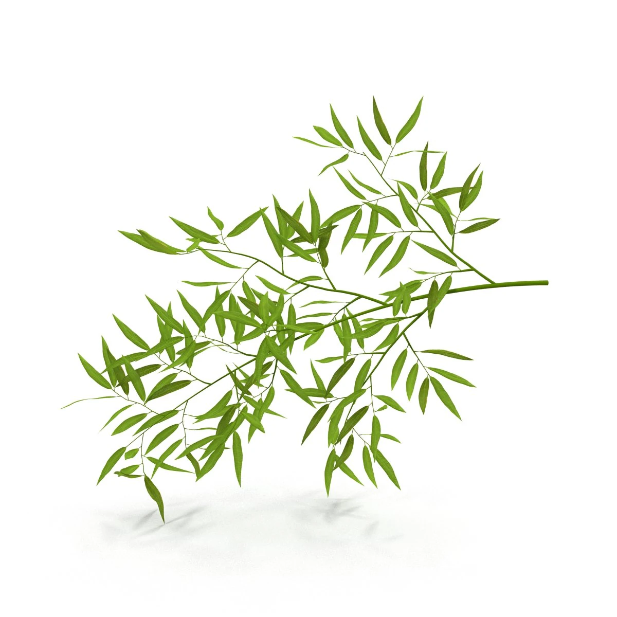bamboo 3D Model .c4d .max .obj .3ds .fbx .stl .blend 