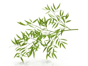 bamboo 3D Model