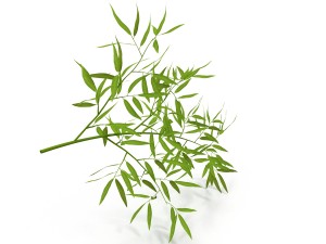 bamboo Modèle 3D