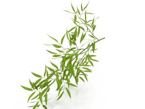 bamboo 3D Model