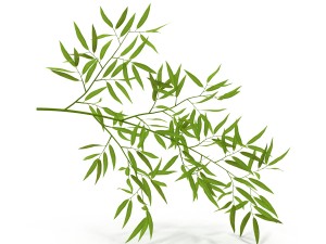 bamboo Modèle 3D