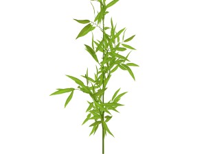 bamboo Modèle 3D
