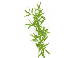 bamboo Modèle 3D