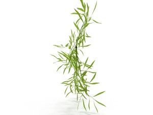 bamboo Modèle 3D