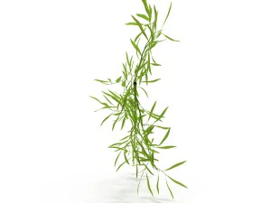 bamboo 3D Model