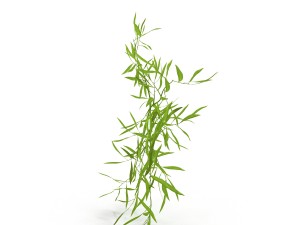 bamboo Modèle 3D