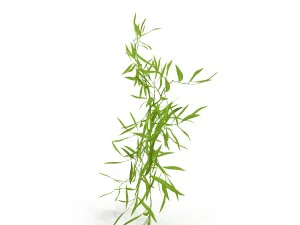 bamboo 3D Model