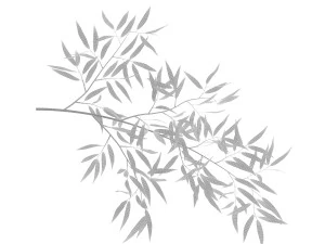 bamboo 3D Model
