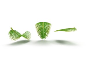 palm branch 3D 모델