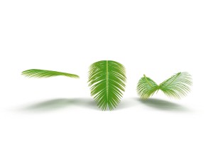 palm branch 3D 모델