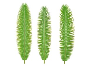 palm branch 3D 모델