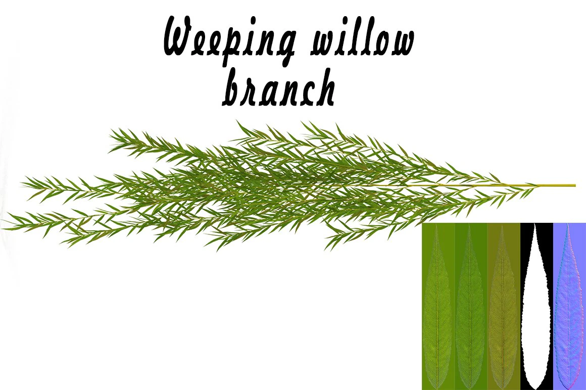 weeping willow branch 3D Model .c4d .max .obj .3ds .fbx .stl .blend 