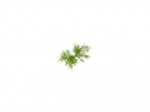 weeping willow branch Modello 3D