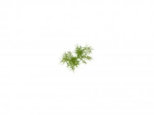 weeping willow branch 3D Model