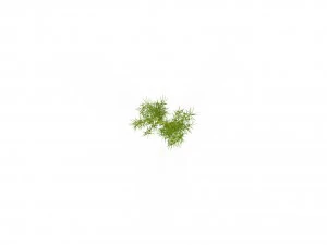 weeping willow branch 3D Model