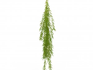 weeping willow branch Modello 3D