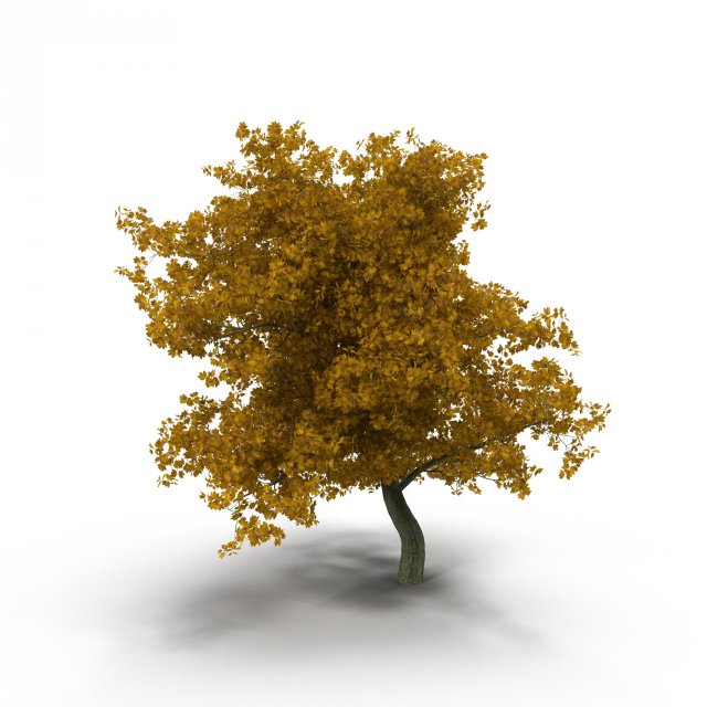broadleaf maple yellow 3D Model .c4d .max .obj .3ds .fbx .stl .blend