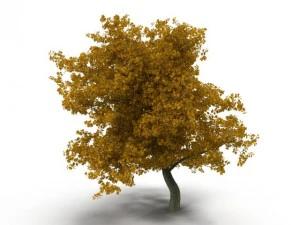 चौड़ी पत्ती वाला मेपल पीला 3D मॉडल