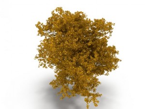 broadleaf maple yellow 3D Model