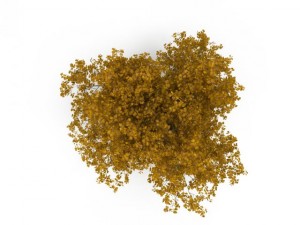 broadleaf maple yellow 3D Model