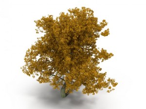 broadleaf maple yellow 3D Model