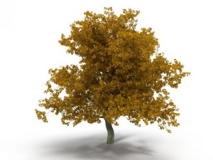 broadleaf maple yellow 3D Model