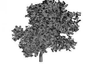 broadleaf maple yellow 3D Model
