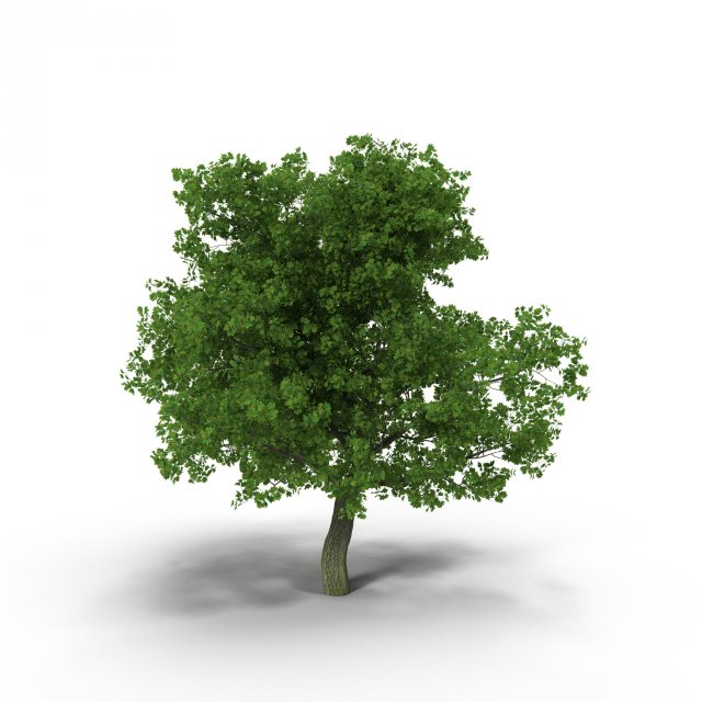 broadleaf maple green 3D Model .c4d .max .obj .3ds .fbx .stl .blend 