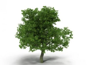 広葉樹のカエデグリーン 3Dモデル