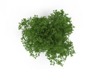 broadleaf maple green 3D Model