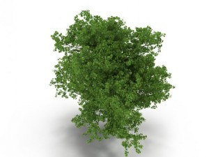 broadleaf maple green 3D Model
