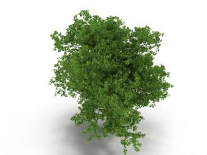 broadleaf maple green 3D Model