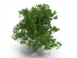 broadleaf maple green 3D Model
