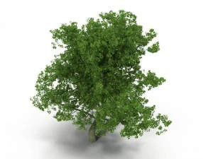 broadleaf maple green 3D Model