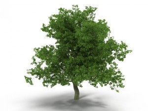 broadleaf maple green 3D Model