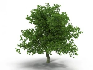 broadleaf maple green 3D Model