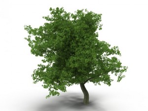 broadleaf maple green 3D Model