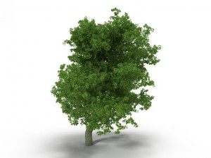 broadleaf maple green 3D Model