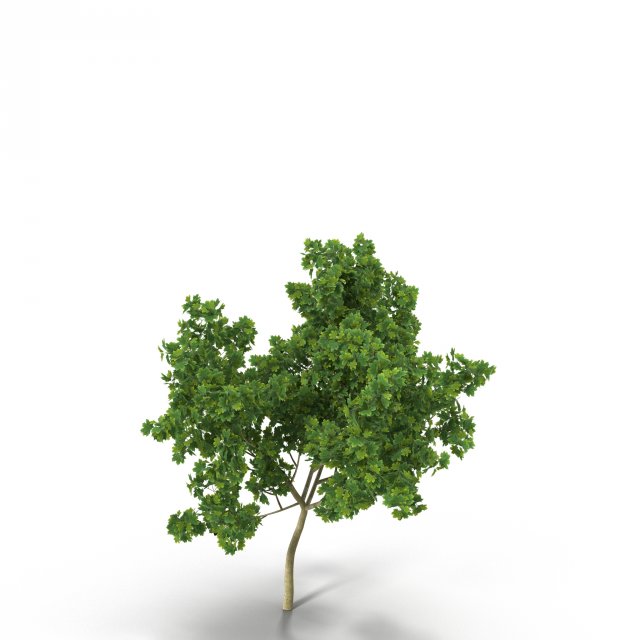 broadleaf maple young grean 3D Model .c4d .max .obj .3ds .fbx .stl .blend 