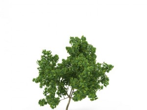 broadleaf maple young grean Modelo 3D
