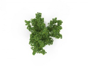 broadleaf maple young grean 3D Model