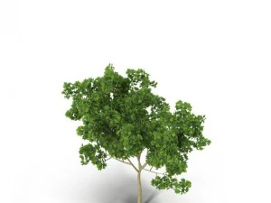 broadleaf maple young grean 3D Model