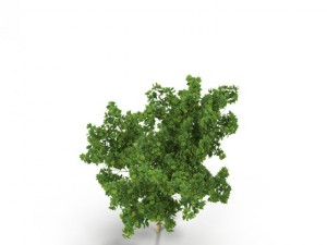 broadleaf maple young grean 3D Model