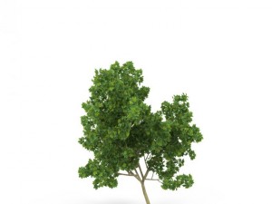 broadleaf maple young grean 3D Model