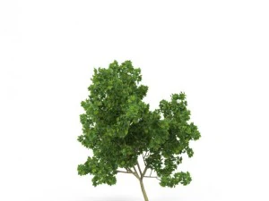 broadleaf maple young grean 3D Model
